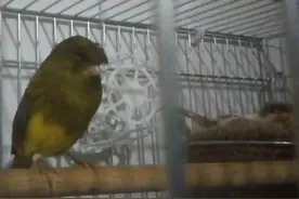 玉鸟繁殖配对催旺经验整理图片