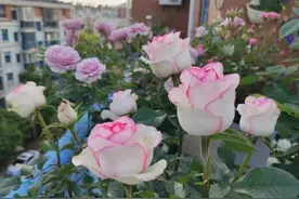 有种月季花叫“艾莎”，颜值胜玫瑰，花期长且爱开花，阳台也能养图片