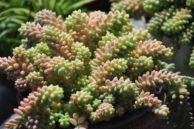 多肉新玉缀叶片翠绿如玉,远观如同串串翡翠!玉串的雅称实至名归