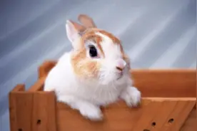 兔子长癣会自己好吗图片