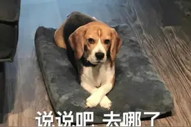 适合给对象发的表情包图片