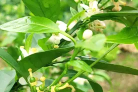 熟记常见生长调节剂，柑橘保花保果不用愁图片