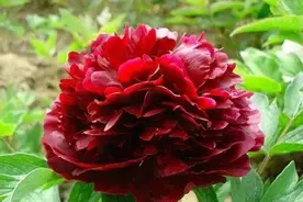 五种方法教你区分芍药和牡丹图片