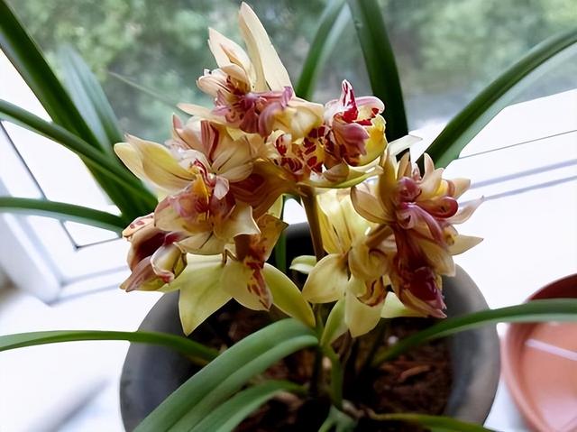 农村种植兰花花卉视频(一木花卉兰花讲解视频)-措必培