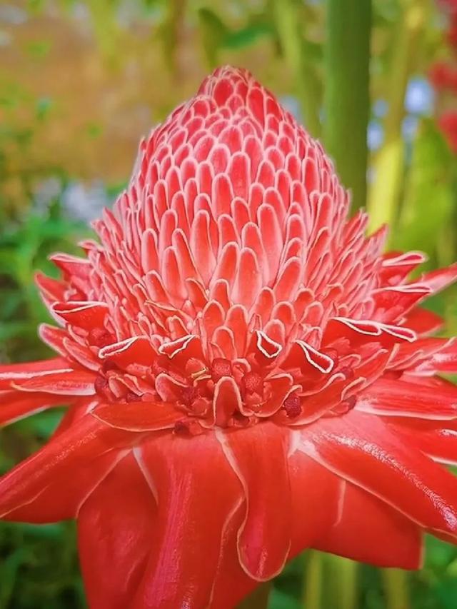 第二,火炬姜霸王花是一种神秘的花卉,很少有人见过它们的身影,它们