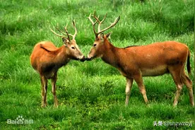 濒危动物麋鹿的复苏图片