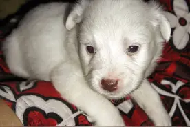 一文告诉你狗狗的一生，主人且看且珍惜图片