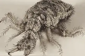 没有肛门的动物，一年只吃不拉的蚁狮，为什么它不会被屎憋死？图片