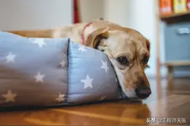 疑似“犬冠状病毒”在英国蔓延，已有数百条狗中招！会传染人吗？图片