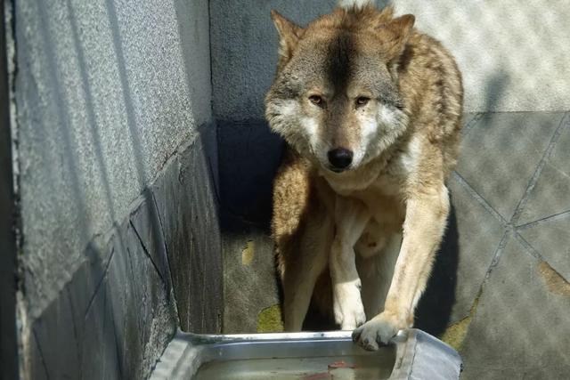 刻舟求剑总是让人失望的:连云港新浦公园动物园