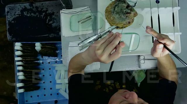 「干货」南洋金珠专题直播精彩集锦,专家教你怎么看南洋珍珠