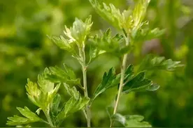 趁端午节多收集一些艾叶，生活中它还有这些好处你有所不知图片