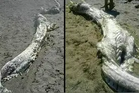 06年真龙吃人的照片，传说中的真龙其实是洞螈图片