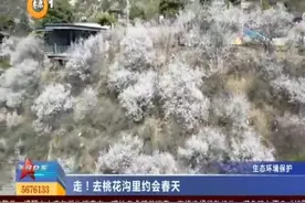 （视频）走！去桃花沟里约会春天图片