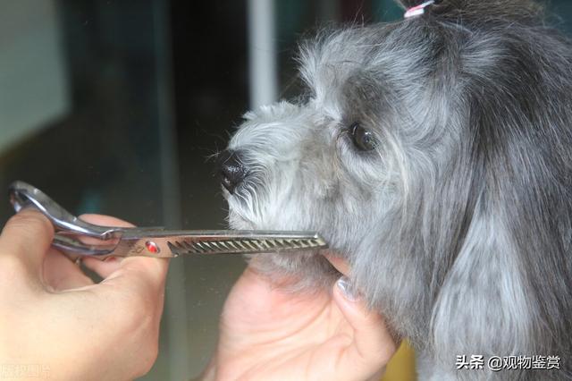 泰迪修剪美容剪毛教程，怎样给泰迪美容