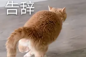 20斤大橘，装“流浪猫”，炫了小区所有猫粮…主人：它就是头猪图片