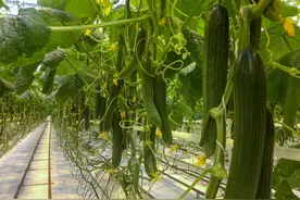 自驾游人旅途宜生食的五种蔬菜图片