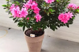 新手养杜鹃花，就选安酷杜鹃“康乃馨”，花姿优雅大气，皮实好养图片
