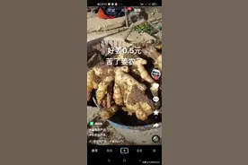 今年种姜，赔得是终生难忘啊图片