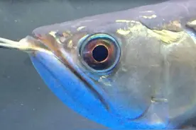 为什么说养殖密度越大，越需要臭氧？图片