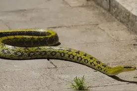 无毒的菜花蛇却被称为“百蛇之王”，原因何在？有毒的蛇还怕它图片