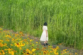江滩花海上新，3000+米花毯太美啦！图片