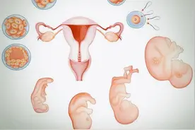 原来，受精生理过程是这样的图片