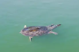 佛罗里达鳖在中国多省出现，黄河或已“失守”？会泛滥成灾吗？图片