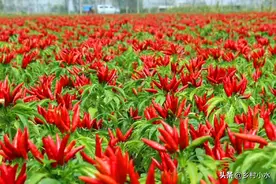 辣椒落花落果严重，啥原因？如何让辣椒多开花多结果？图片