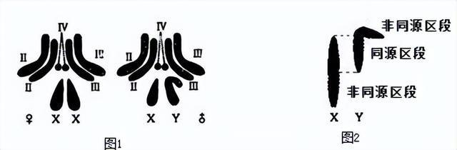 高中生物-变异育种及进化