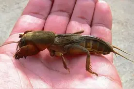 蝼蛄大揭秘！这种神秘的昆虫太让人惊叹了！图片