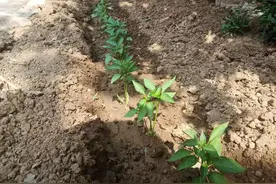 辣椒苗栽上易被土蚕咬断，试试老农传授的三土法，驱除土蚕很有效图片