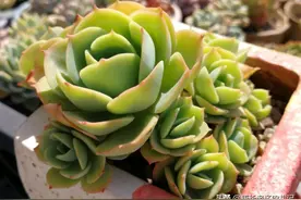 夏天完了建议养一盆多肉碧桃，它除了好度夏，还能数出4个优点来图片