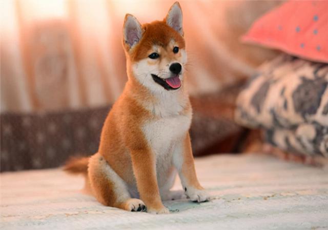 狗狗精神好但不吃东西怎么回事（养狗经验狗狗不吃东西怎么办呢）