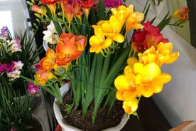 冬天养盆“香水花”，比大蒜还好养，十个颜色轮流开，满屋香水味图片