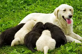 宠物狗如何判断怀孕，要怎样照顾，需要注意什么？图片