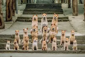 导演拍摄冯小刚主演的《忠犬八公》时，为狗狗找了17个替身图片