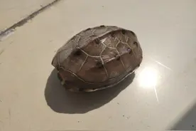 从入门到入坑，养龟小白低成本养龟小记 图片