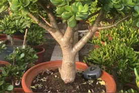 5种“养不死花”，见土就活，能轻松养爆盆图片