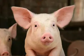 猪拉一粒一粒的干粪球怎么回事？猪拉的干粪球是什么原因？图片