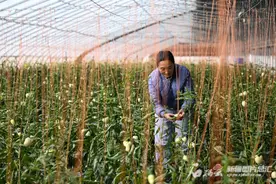 新春走基层丨传说中的人参果，我会种了图片