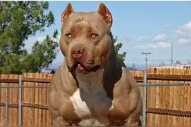 2分钟了解：我们遇到凶犬该怎么办？建议学习，以防万一图片