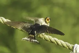 春回大地，农村老人说”掉窝的燕子不要捡”，什么原因？图片