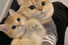 告诉你一个秘密：养猫，一定要养公的！图片