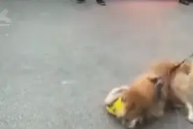 想拿板凳砸开撕咬的两只狗！未牵绳小狗被金毛死死咬住 主人急哭图片