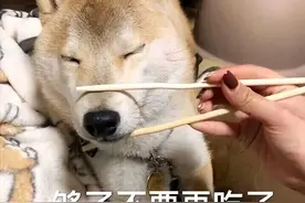 对狗狗来说，这些东西是“补品”，平时可以多喂图片
