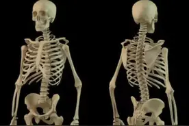 认识人体（一）（运动系统之骨骼）图片