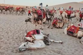 敦煌骆驼暑假“上班”忙，每天工作7小时，拉两年骆驼能赚一套房图片