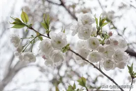 北京赏花：海淀玉渊潭公园看樱花，拍到了心心念念的樱花与电视塔图片