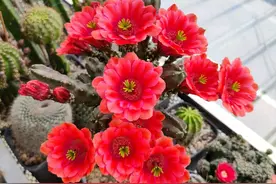 喜欢仙人球，就养“桃太郎”，全身无刺，皮实好养，开花也勤奋图片